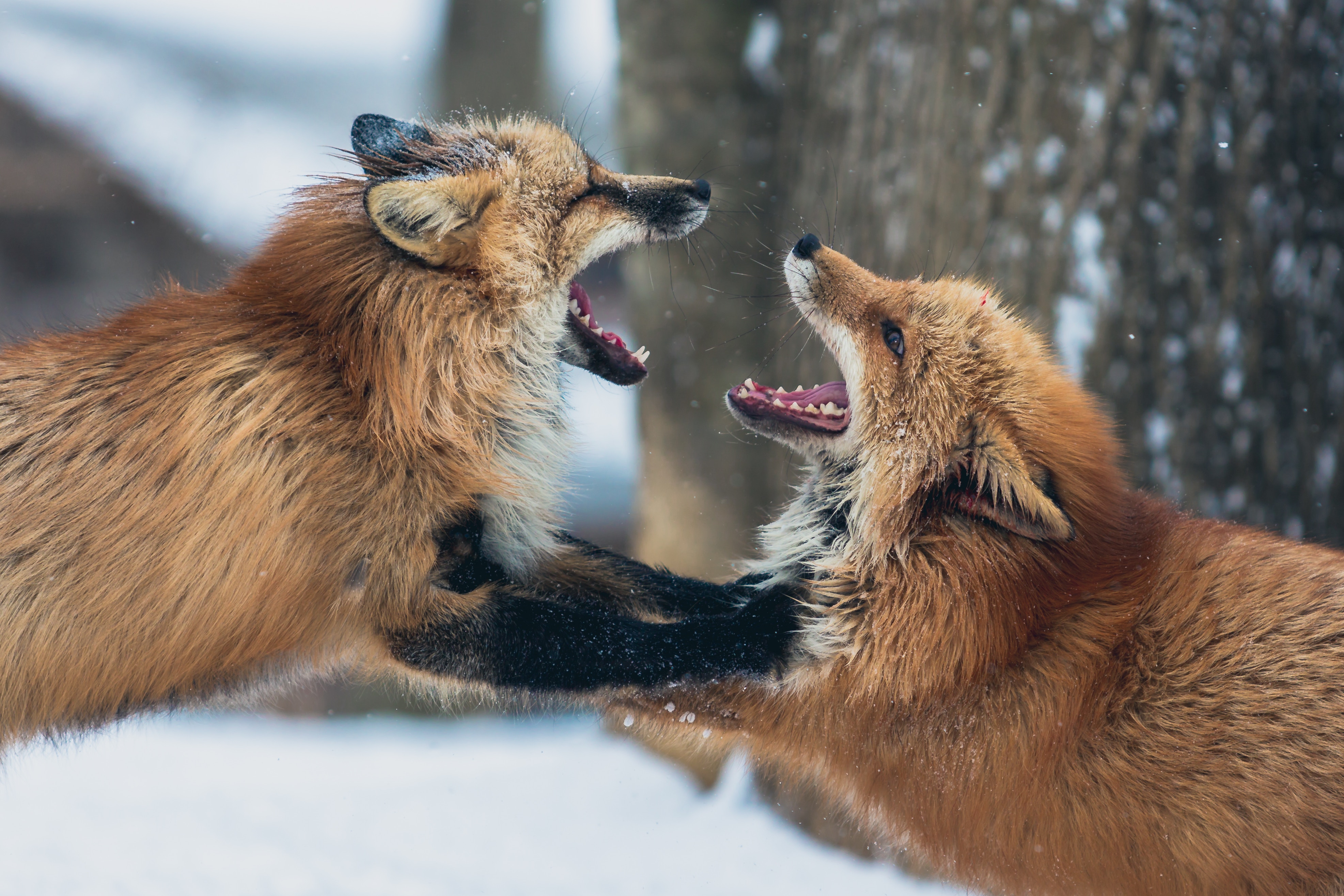 Two foxes fighting with their mouths open